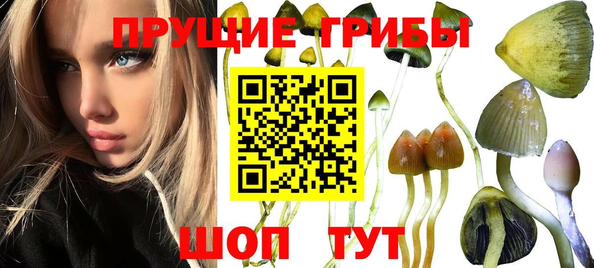 Псилоцибиновые грибы Psilocybine cubensis  Вход с VPN  Лыткарино  как найти   Псилоцибиновые грибы Cubensis 